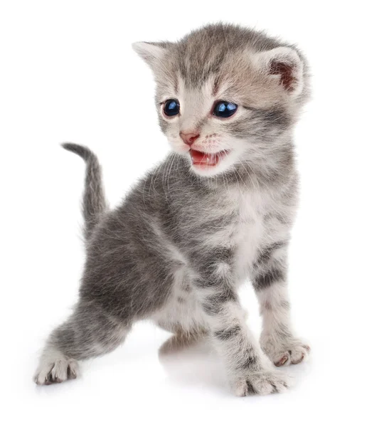 Grå kattunge gråt — Stockfoto