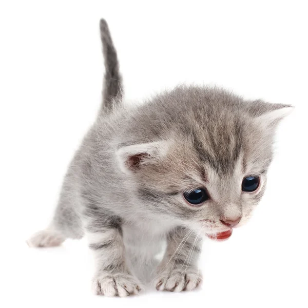 Gatinho cinzento chorando — Fotografia de Stock