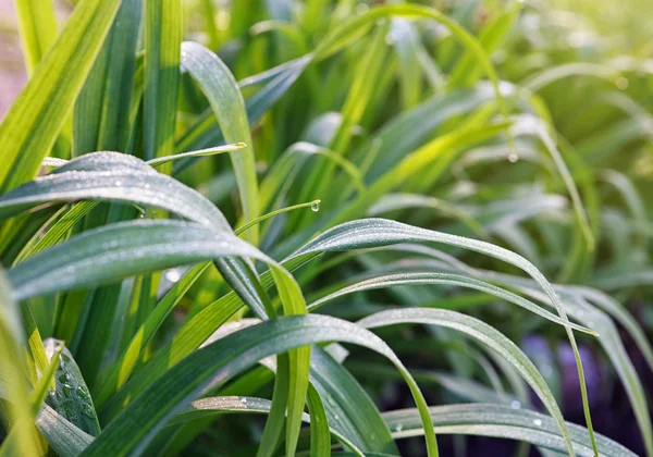 Tröpfchen auf Gras — Stockfoto