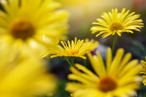 Yellow daisies — Stock Photo, Image