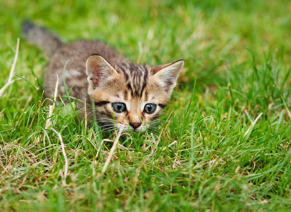 Beetje gestreepte kitten verbergen in het gras — Stockfoto