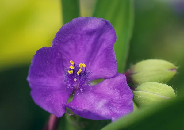 Fialová orchidej — Stock fotografie