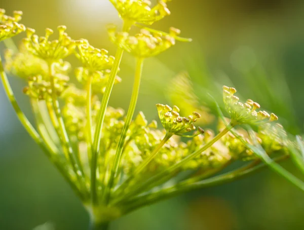 Endro verde — Fotografia de Stock