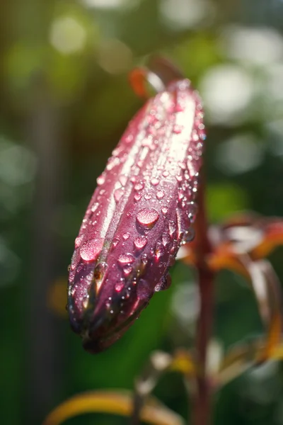 Bud flower — Stock Fotó