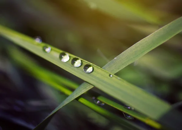 Druppels dauw op gras — Stockfoto