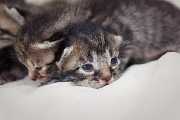 Grupo recém-nascido de pequenos gatinhos — Fotografia de Stock