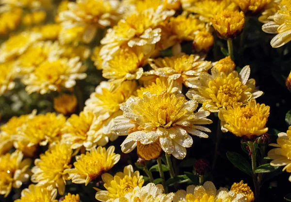 Sarı calendula bush — Stok fotoğraf