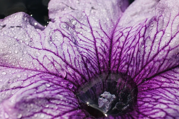 Paarse petunia-bloem — Stockfoto