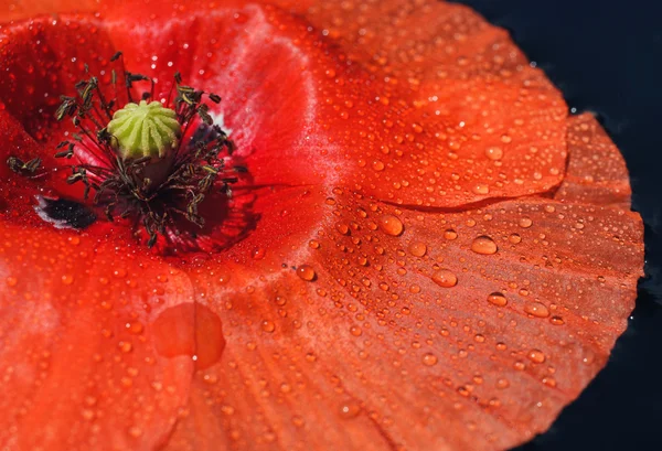 Flor de amapola roja — Foto de Stock