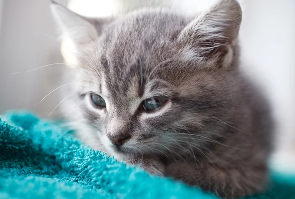 Grijs poesje is interessant — Stockfoto