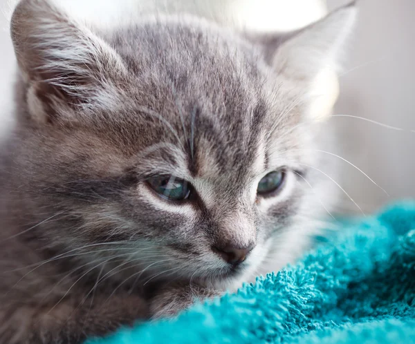 Graue Muschi ist interessant — Stockfoto