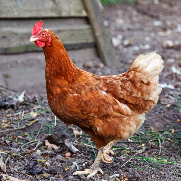 Brown chicken Stock Photo