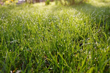 çimenlerin üzerinde yağmur damlaları