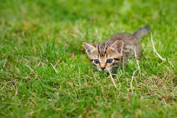 Trochę rozłożony kociak ukrywa się w trawie — Zdjęcie stockowe