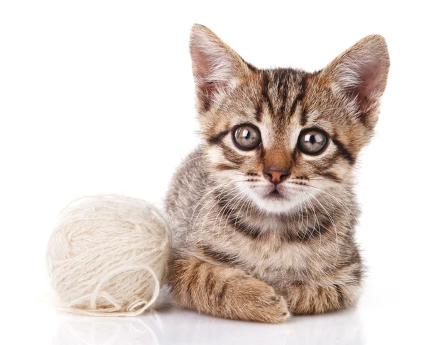 Gatinho bonito — Fotografia de Stock