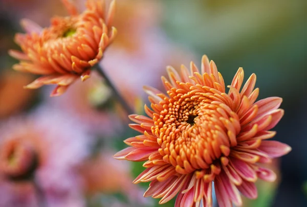 Pink flowers bloom — Stock Photo, Image