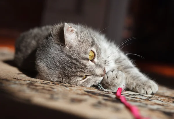 Grijs gestreepte kat spelen — Stockfoto