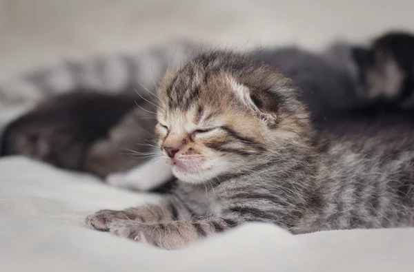 2 εβδομάδων, κοιμάται το μωρό γατάκι πορτρέτο — Φωτογραφία Αρχείου