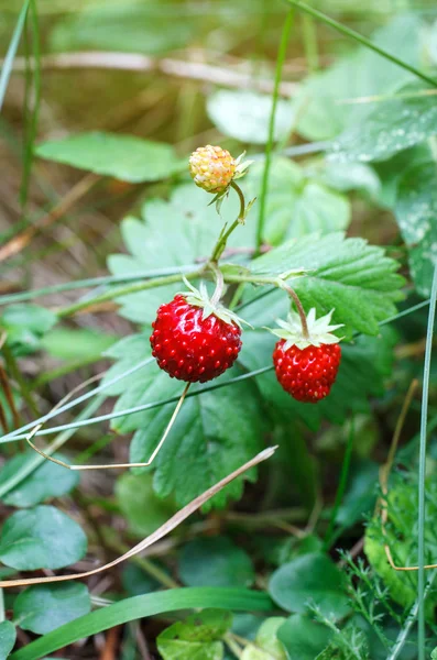 Fresas rojas frescas — Foto de Stock