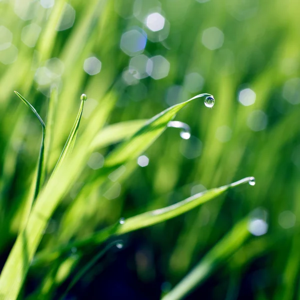 Grünes Gras mit Tautropfen — Stockfoto