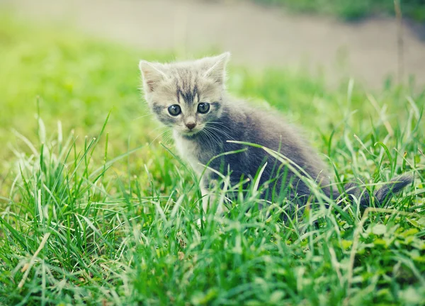 Grijze kitten — Stockfoto