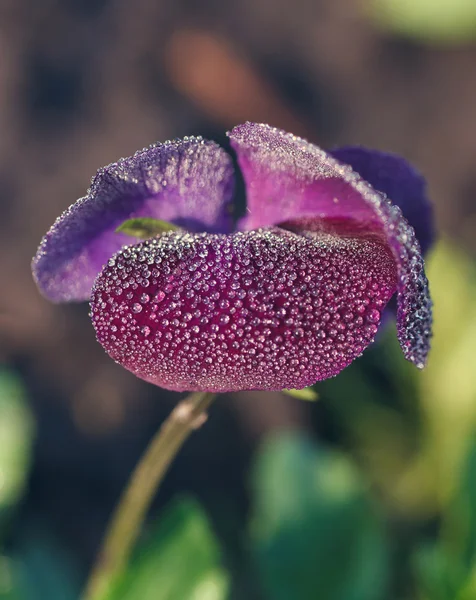 Dew drops on orchid — Stock Photo, Image