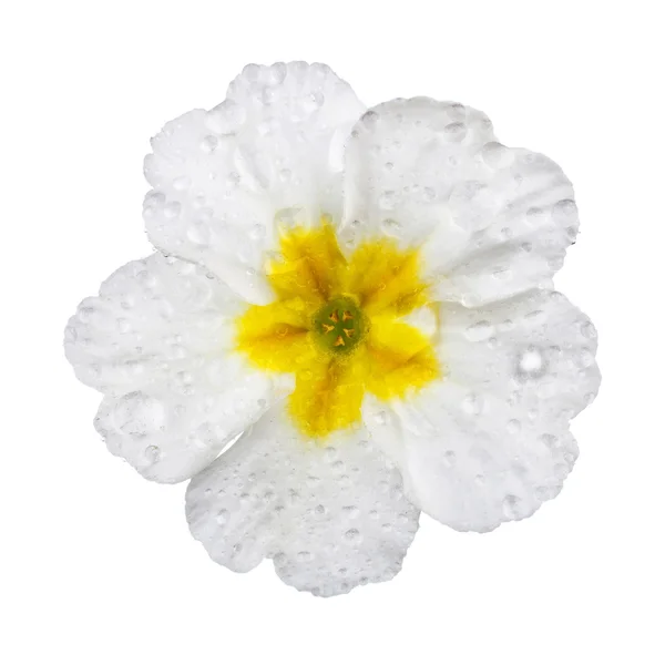 Primula branco com gotas de orvalho — Fotografia de Stock