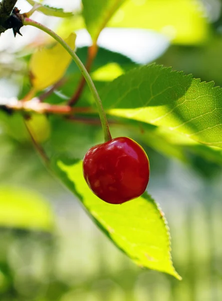 Berry blossom — Stock Photo, Image