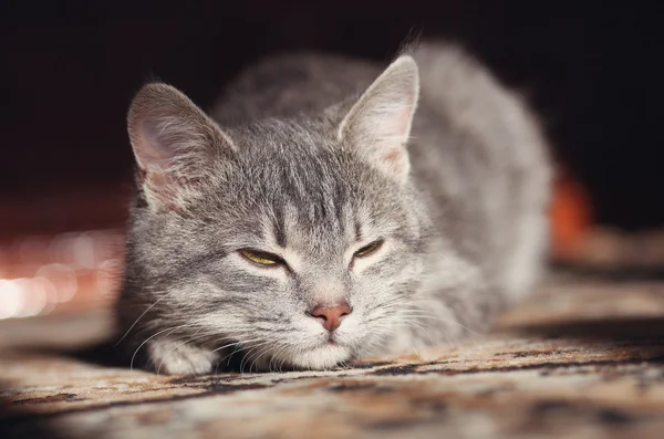 Grijze kat voorbereiden om aan te vallen — Stockfoto