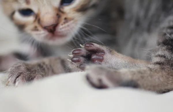 Newborn small kitten — Stock Photo, Image