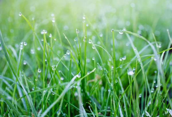 Tau auf dem Gras im Frühling — Stockfoto