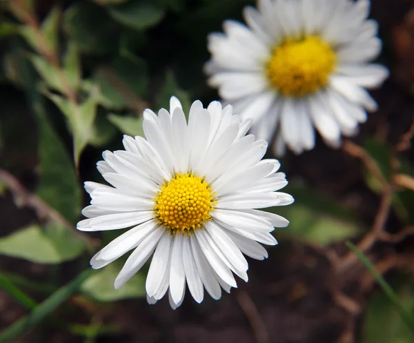 两只白色雏菊 — 图库照片