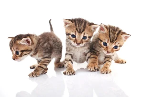 Три изолированных котенка — стоковое фото