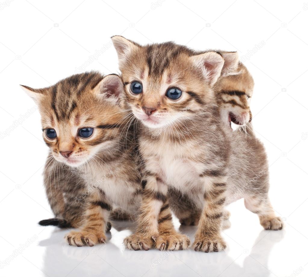 Three  kitten isolated