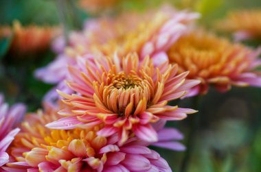 pembe çiçekler açar