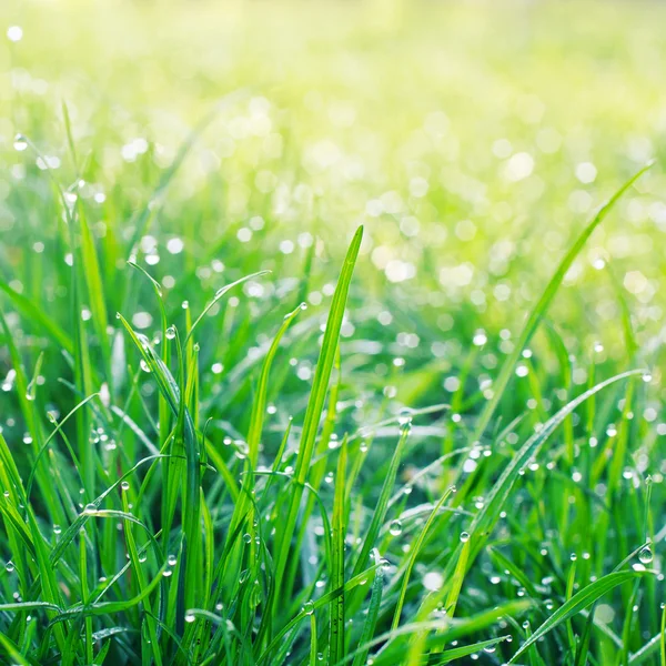 Rosée gouttes sur l'herbe — Photo