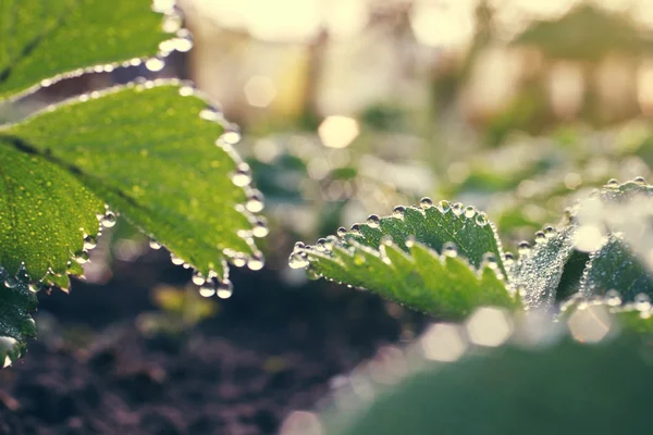 Gotas de orvalho em folhas verdes — Fotografia de Stock