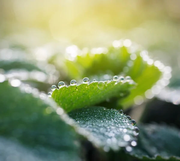 Gocce di rugiada su foglie verdi — Foto Stock