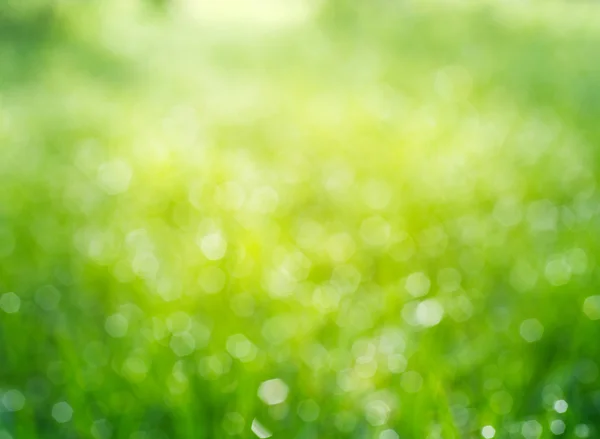 Bokeh grass with dew drops — Stock Photo, Image