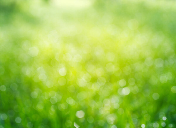 bokeh grass with dew drops