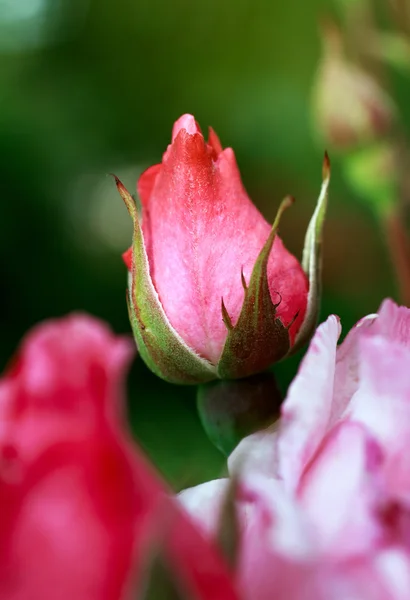 Pink rose blossoms — Stock Photo, Image