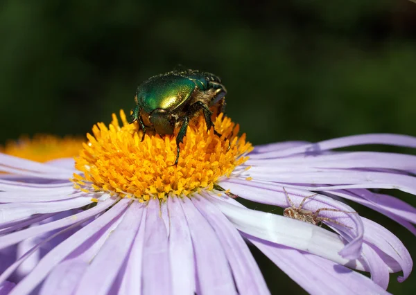 Grüner Käfer — Stockfoto