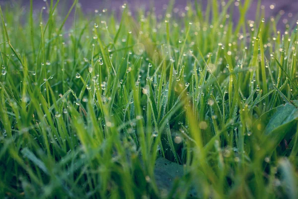 Grama verde com gotas de água — Fotografia de Stock