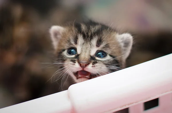 Pasgeboren kitten ziet er — Stockfoto