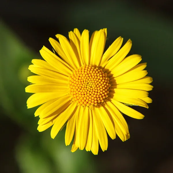 Yellow daisy close-up — Stock Photo, Image