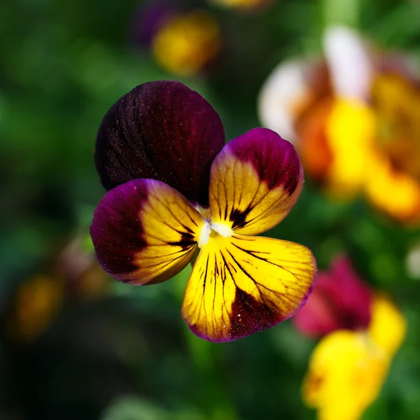Marguerites colorées dans le jardin — Photo