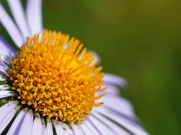 White daisy flower — Stock Photo, Image