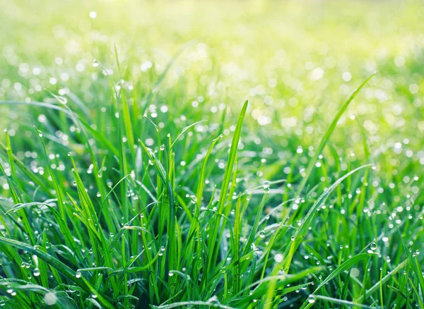 Rosée gouttes sur l'herbe — Photo