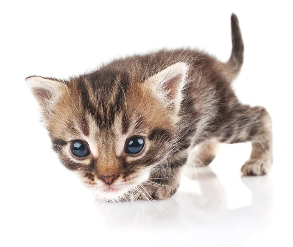 Piękny kociak paski — Zdjęcie stockowe