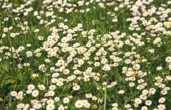 Bellissimo campo di camomilla — Foto Stock